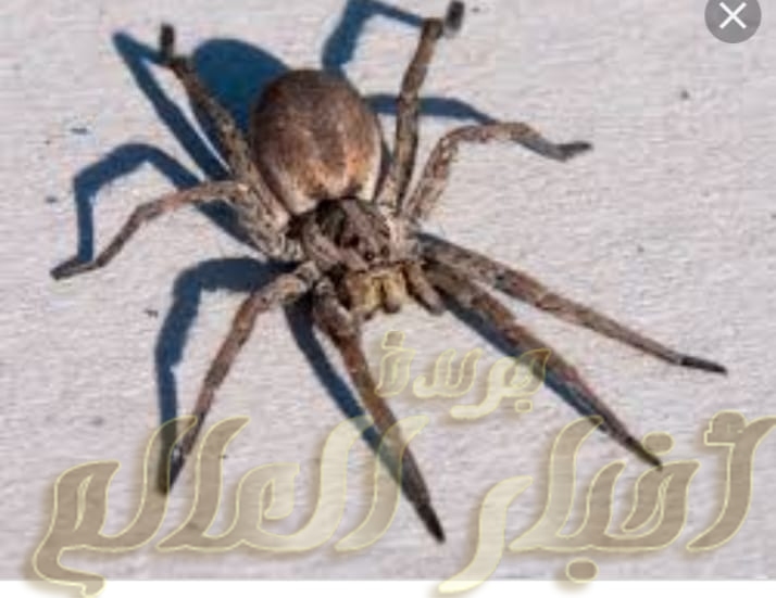 تفسير رؤية العنكبوت في المنام جريدة اخبار العالم مصر بين يديك