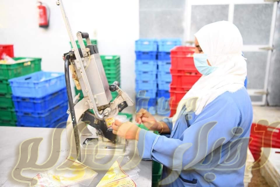 الداودى يعلن عن طرح ٢٥ ألف دجاجة ومنتجاتها بأسعار مخفضة بقنا