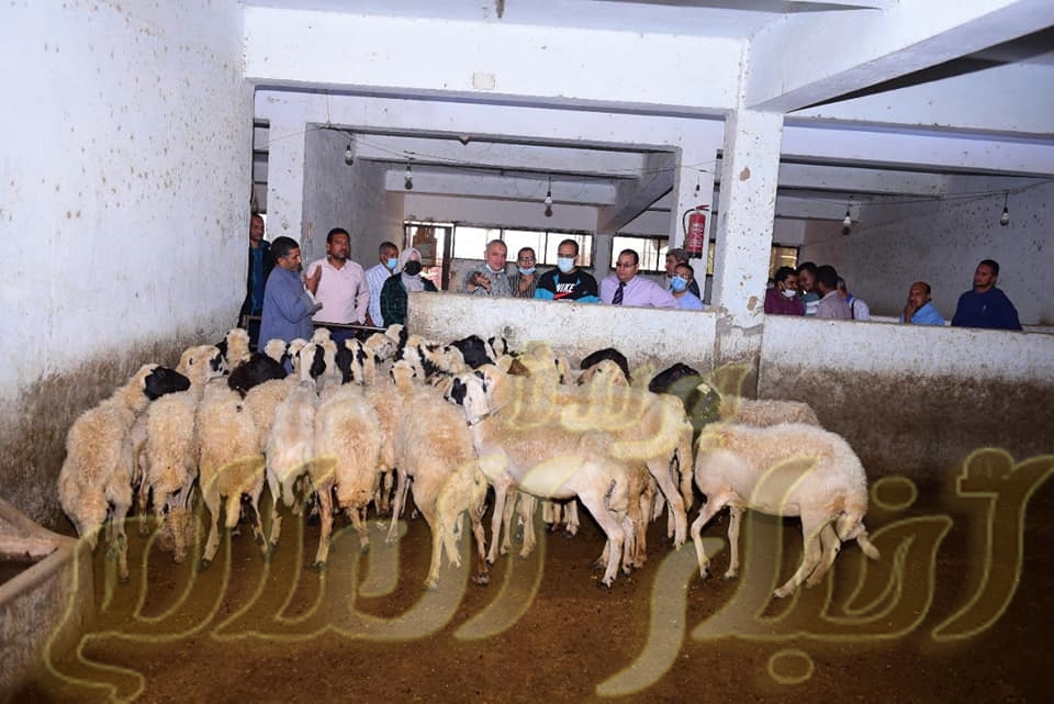 رئيس جامعة سوهاج خلال زيارته الأولى لمزارع الجامعة التابعة لكلية الزراعية بحي الكوث