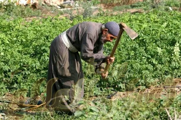 تعالوا وشوفوا